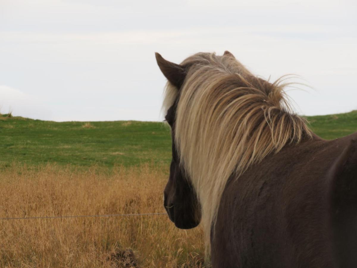 איילססטאד'יר Husey Hostel & Horsefarm מראה חיצוני תמונה